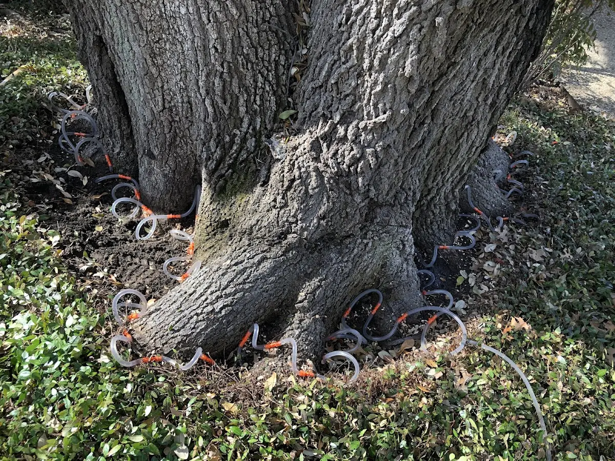 Detailed Tree Cabling and Bracing job site in Hines
