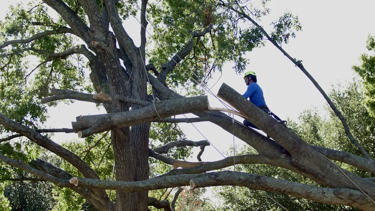 Professional Hazardous Tree Removal performed by certified arborists in Hines